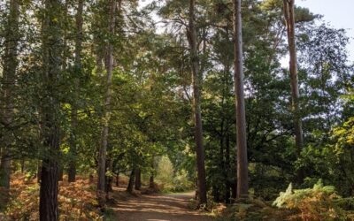 Delamere Forest walk